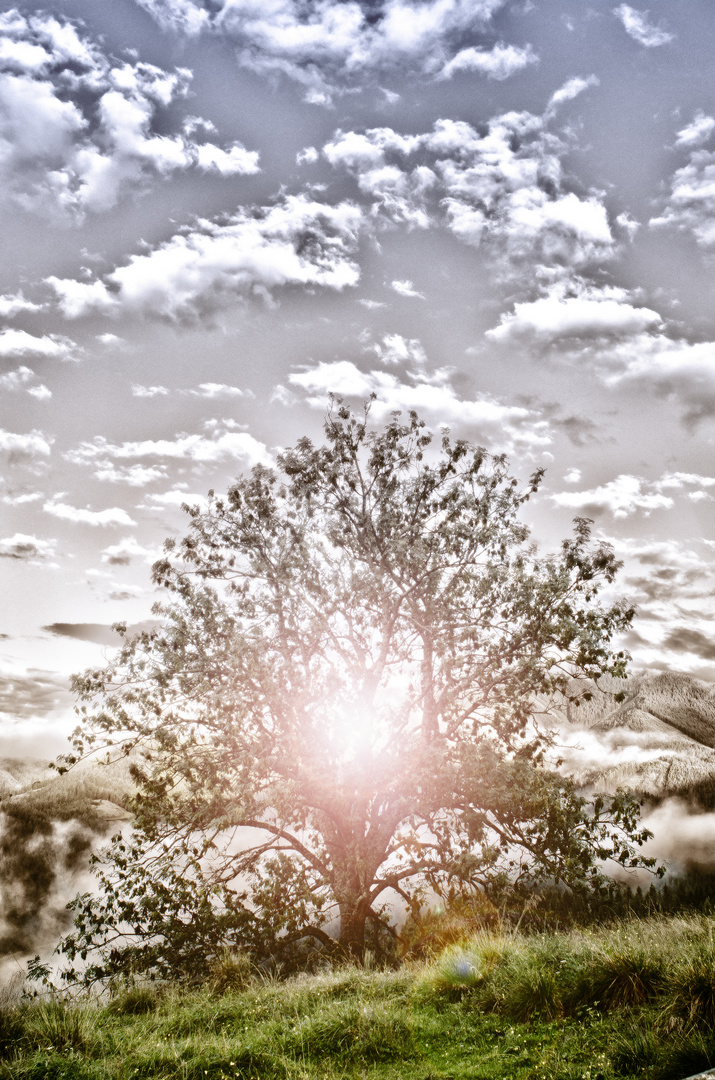 Baum des Lebens