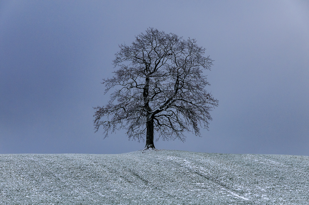 Baum des Lebens...