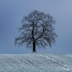 Baum des Lebens...