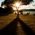 Baum des Lebens