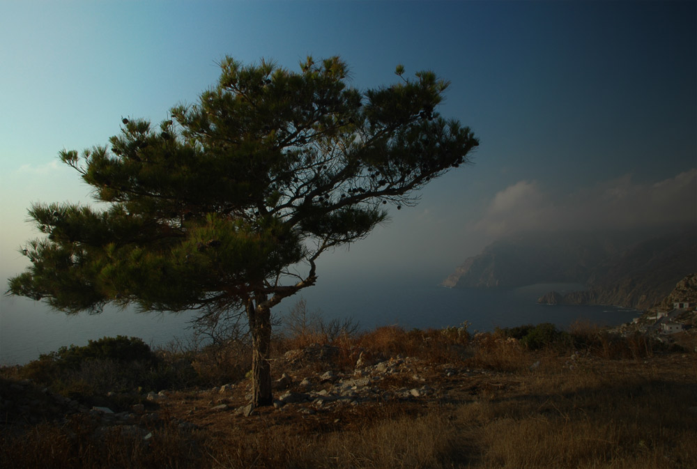 Baum des Lebens