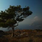 Baum des Lebens