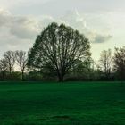 Baum des Lebens