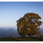 Baum des Lebens...