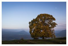 Baum des Lebens...