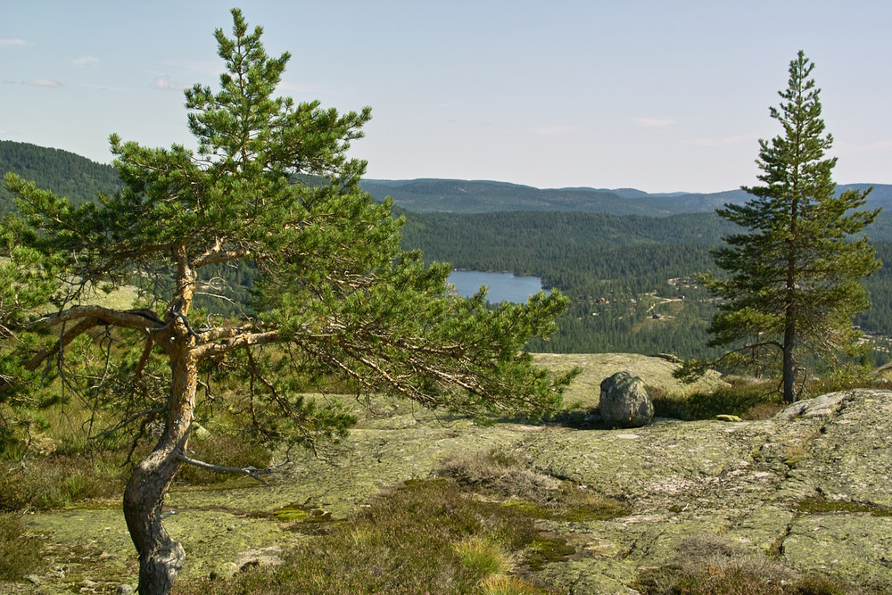 Baum des Lebens