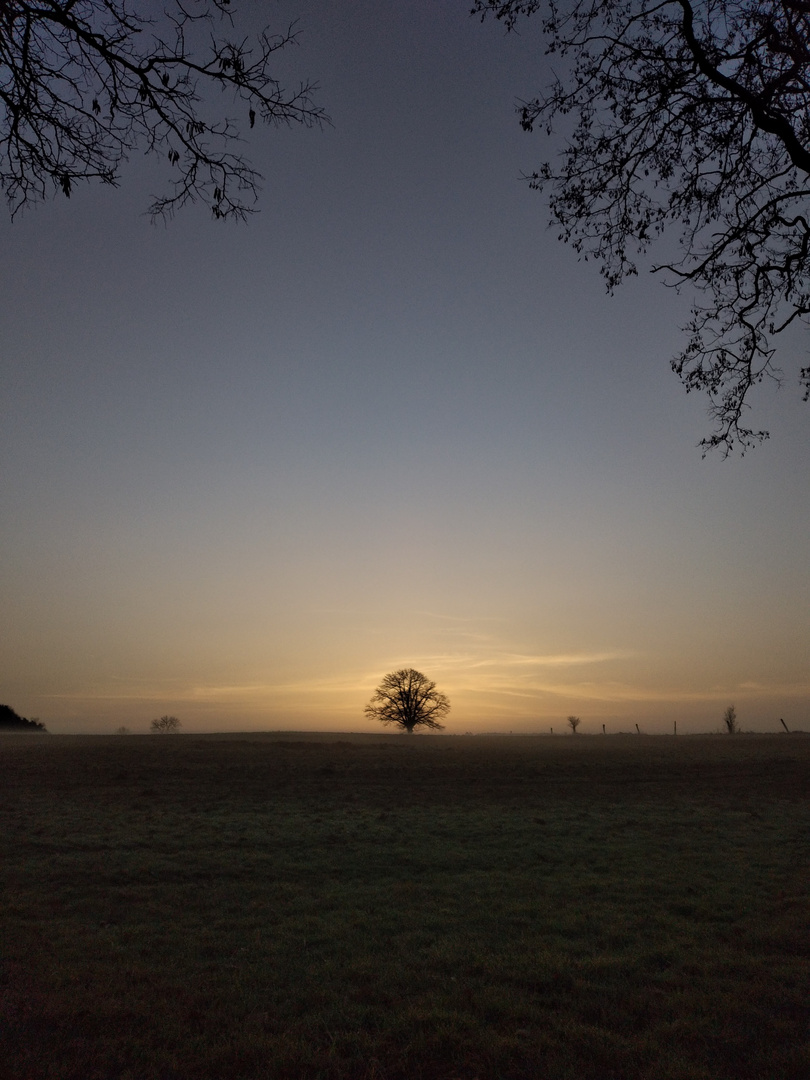 Baum des Lebens