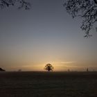 Baum des Lebens