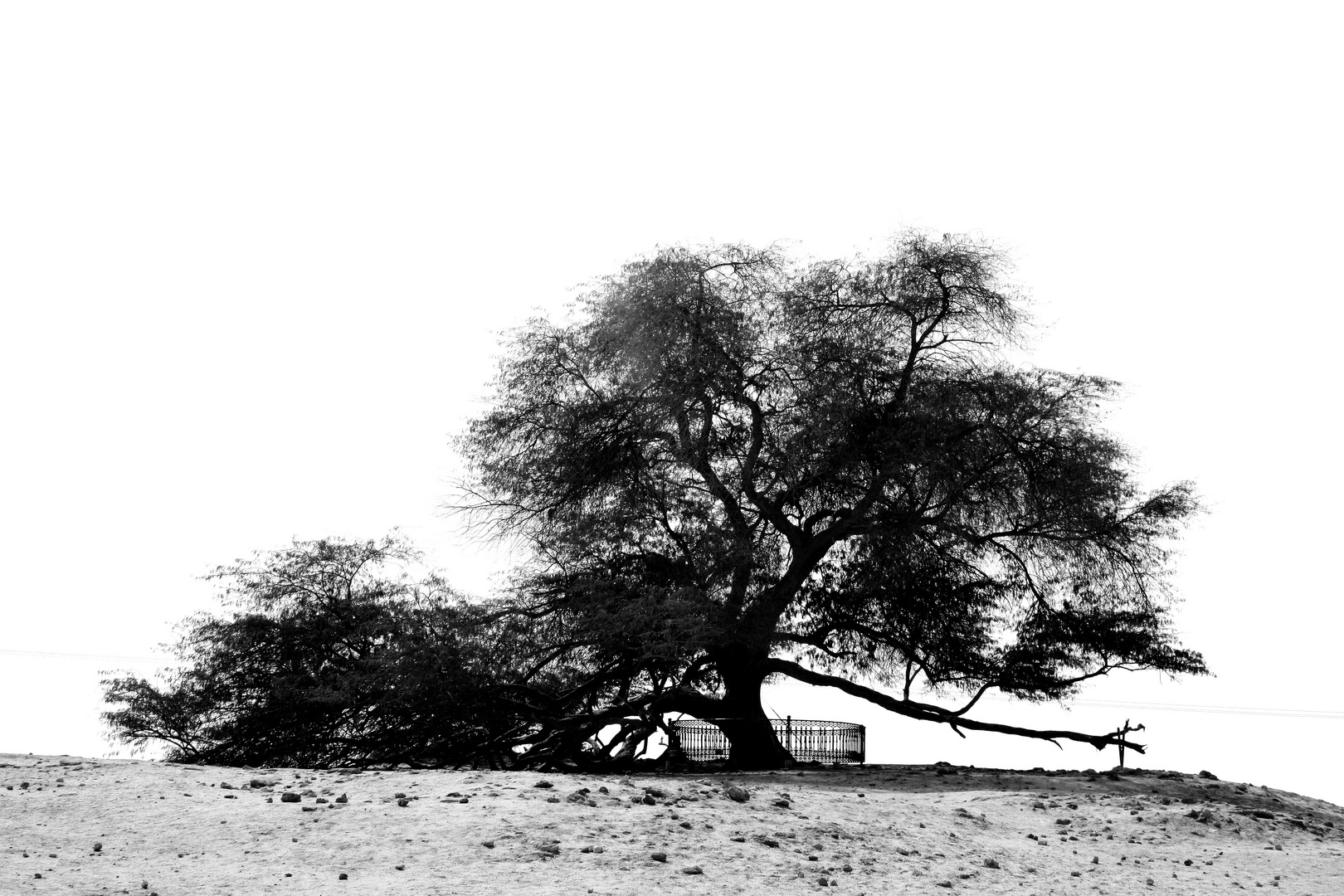 Baum des Lebens in Bahrain