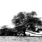 Baum des Lebens in Bahrain