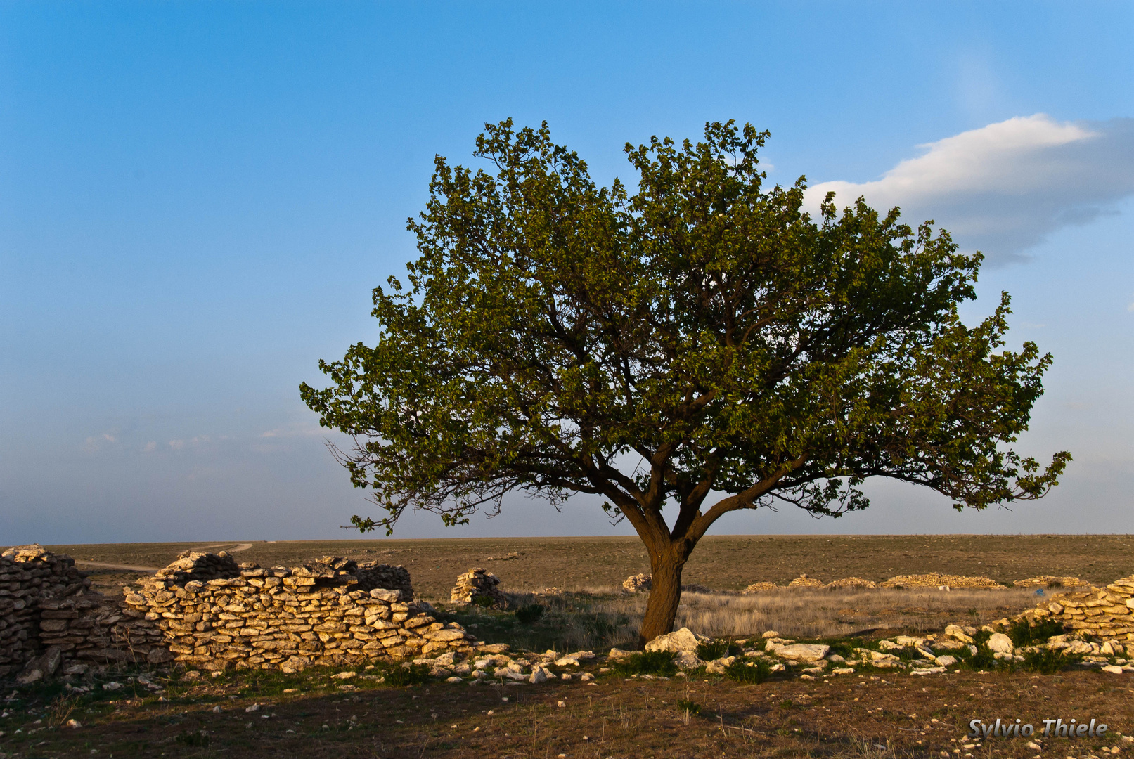 Baum des Lebens - Kuyulusebil ( Türkei )