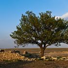 Baum des Lebens - Kuyulusebil ( Türkei )