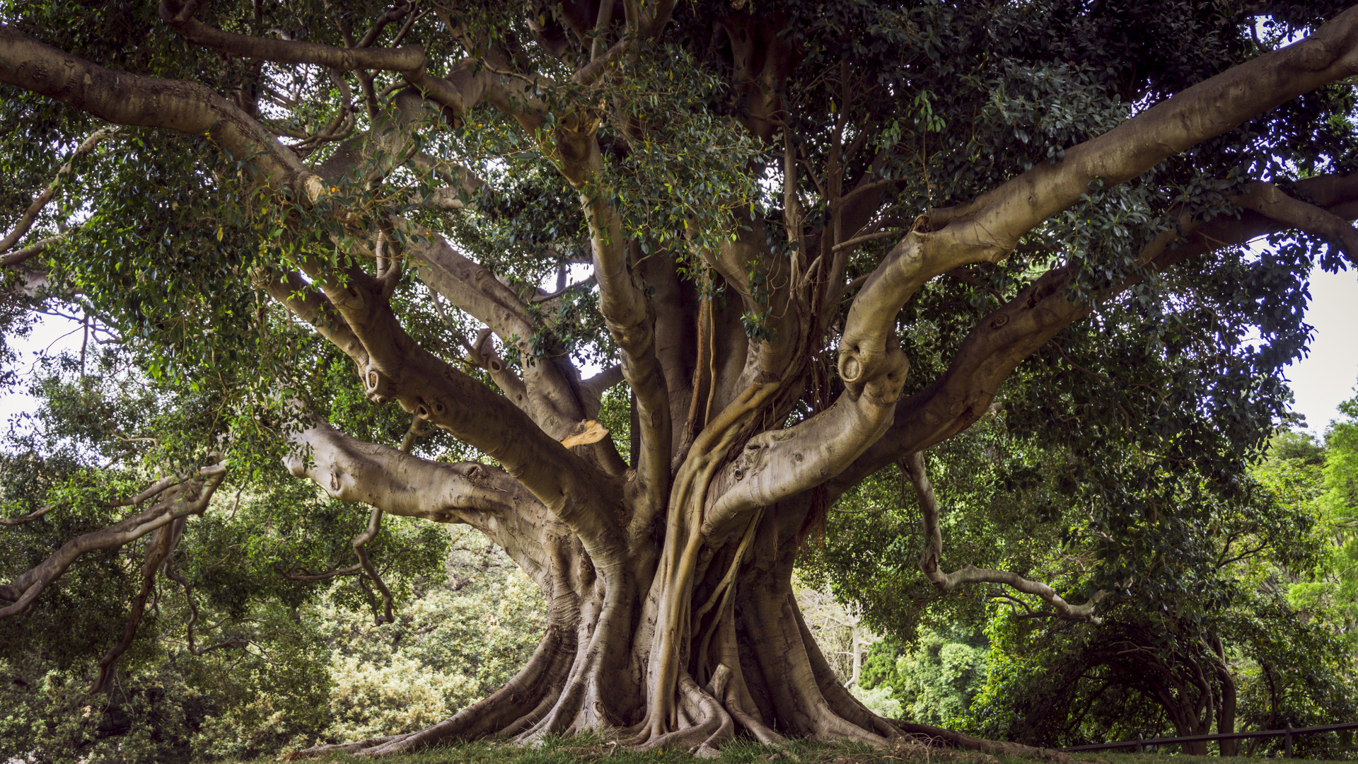 Baum des Lebens Sydney Foto &amp; Bild australia, park, sommer Bilder