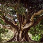 Baum des Lebens ~ Sydney