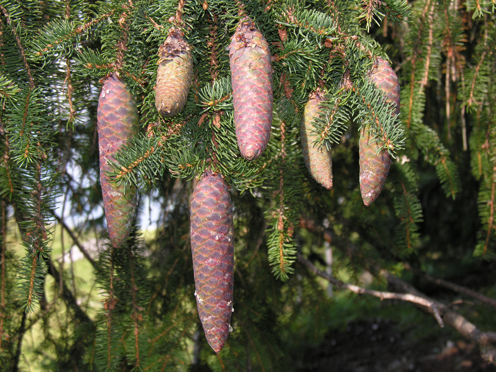 Baum-Detail