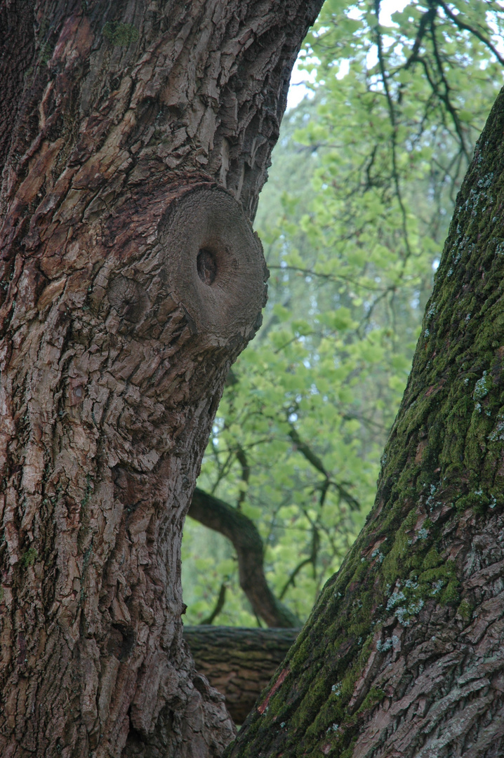 BAUM-DURCH-BLICK