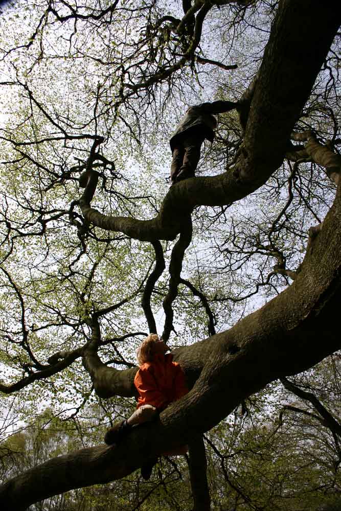 Baum von Michael Metzmann