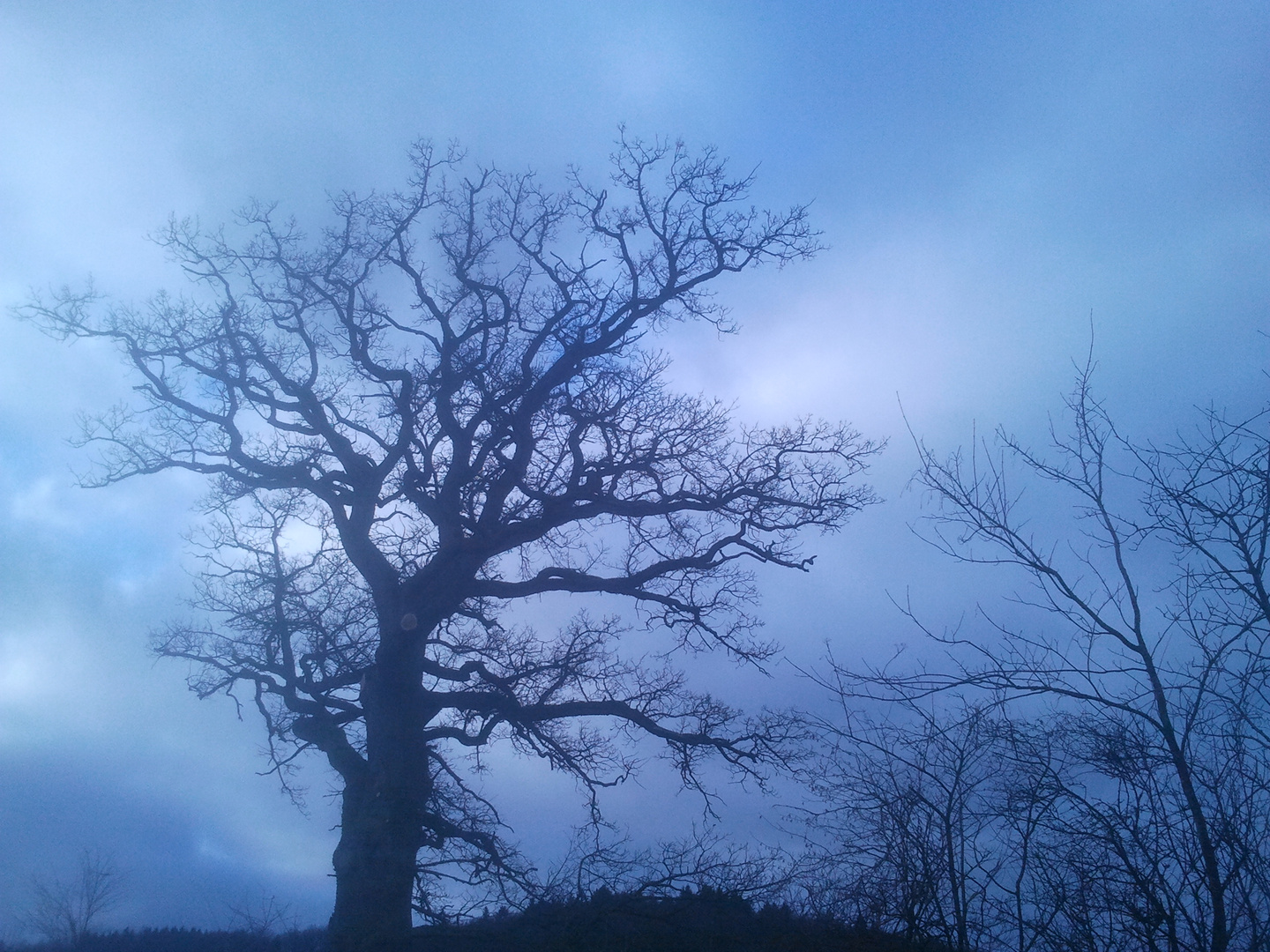 Baum, Eifel, Gerolstein