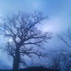 Baum, Eifel, Gerolstein