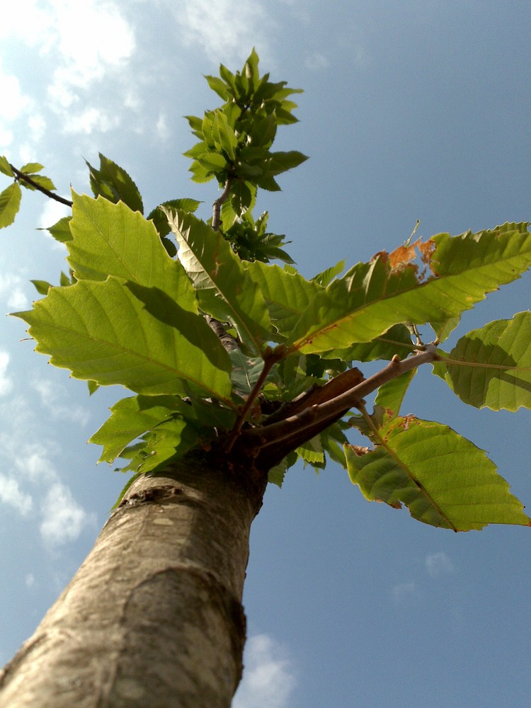 Baum (eig. Bäumchen) & Himmel