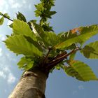 Baum (eig. Bäumchen) & Himmel