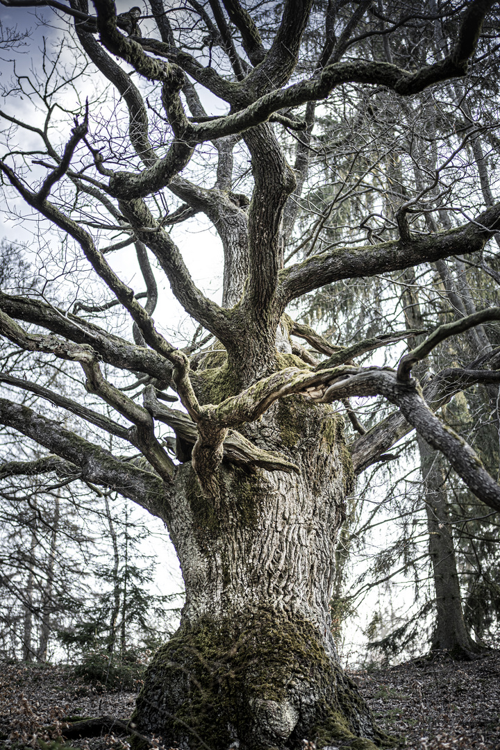 Baum, ein Liebe