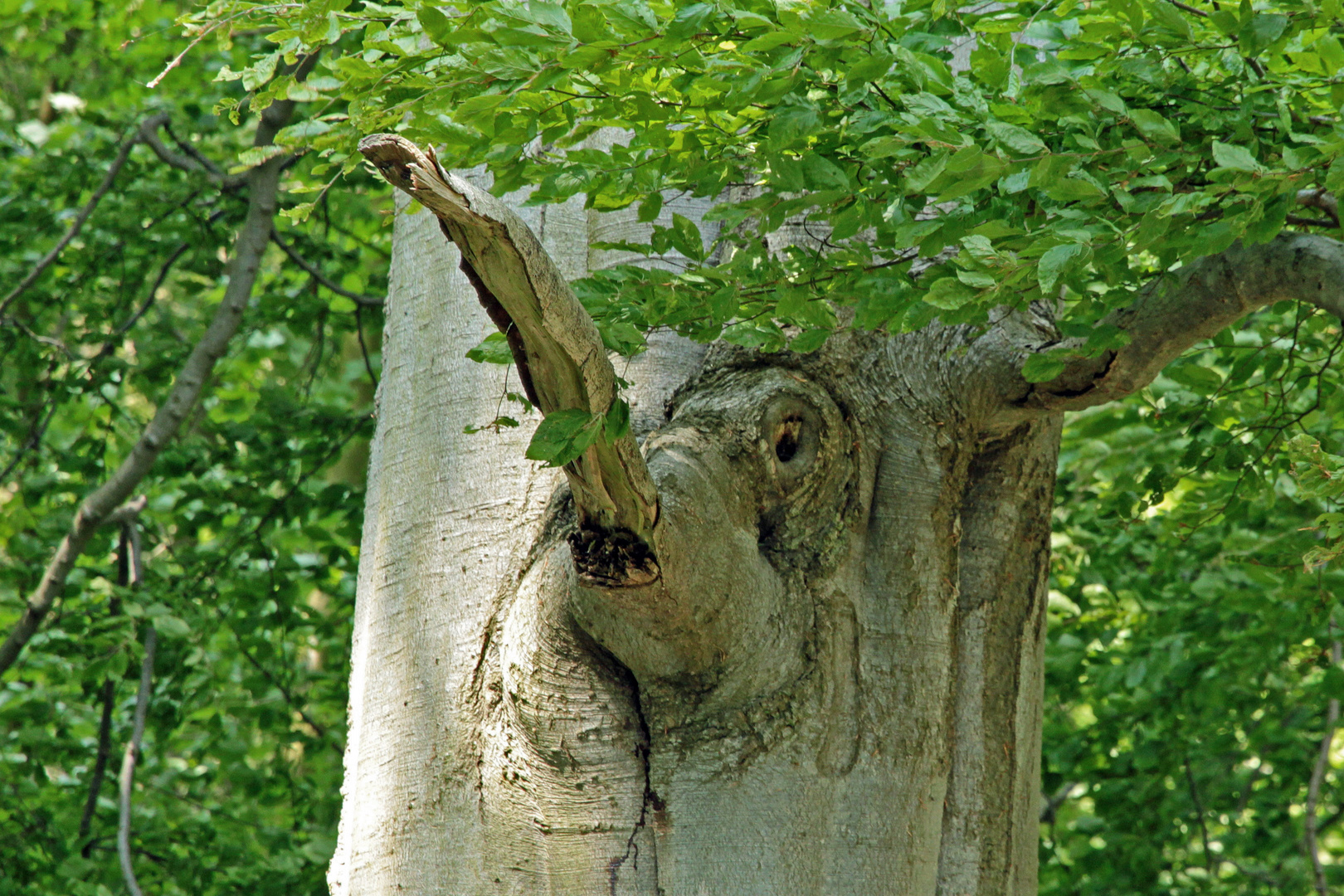 "Baum-Elefant"