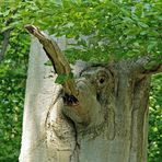 "Baum-Elefant"