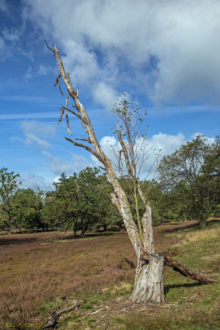 Baum-Ende