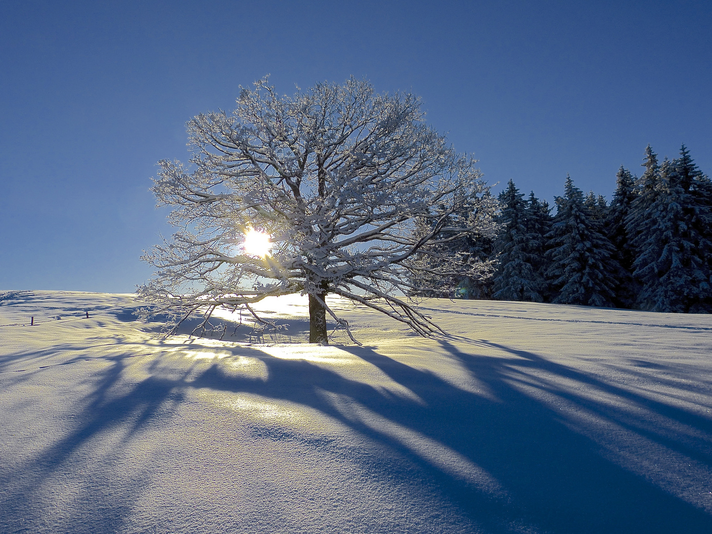 Baum erfreute sich in der Morgenwärme!