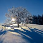 Baum erfreute sich in der Morgenwärme!