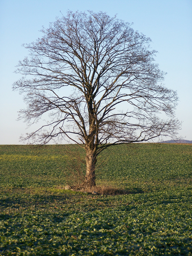 Baum