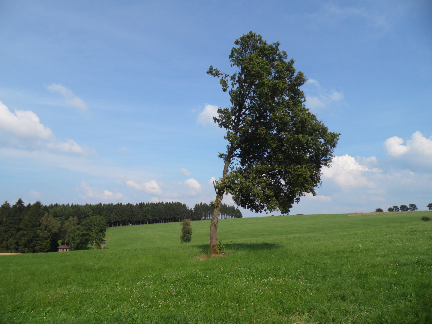 Baum