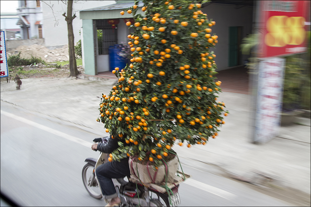 Baum fährt Moped