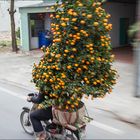 Baum fährt Moped