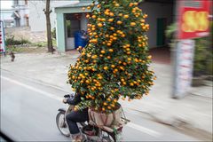 Baum fährt Moped