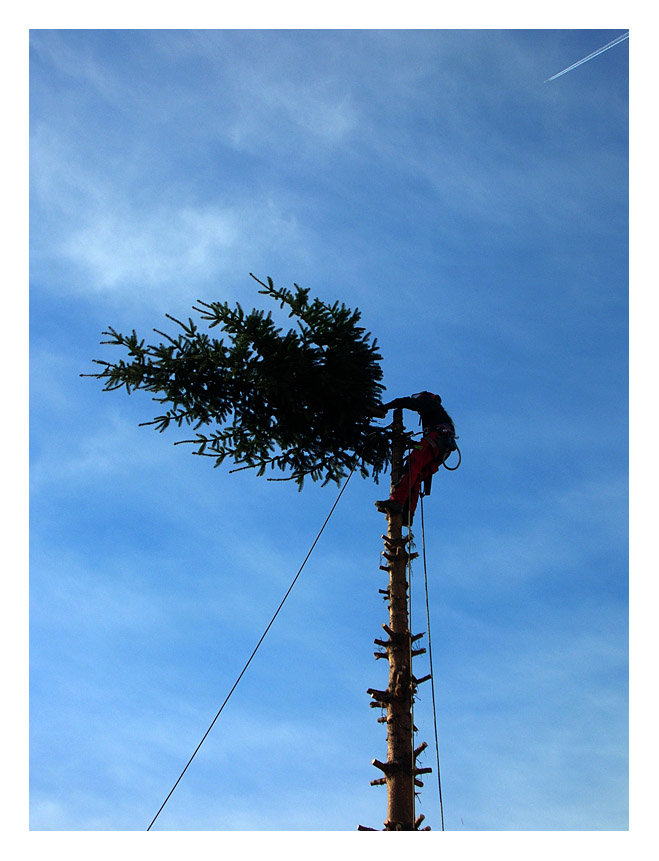 Baum fällt :)