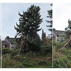 Baum fällt beim Nachbarn