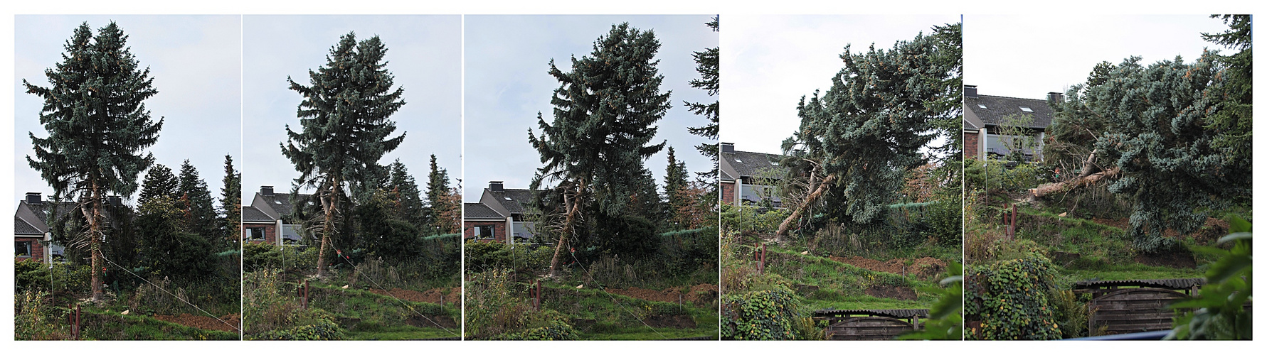 Baum fällt beim Nachbarn