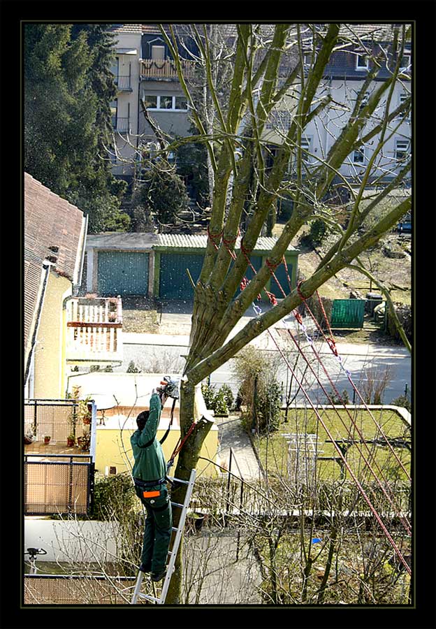 baum fällt!