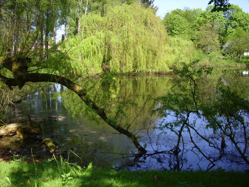 Baum fällt