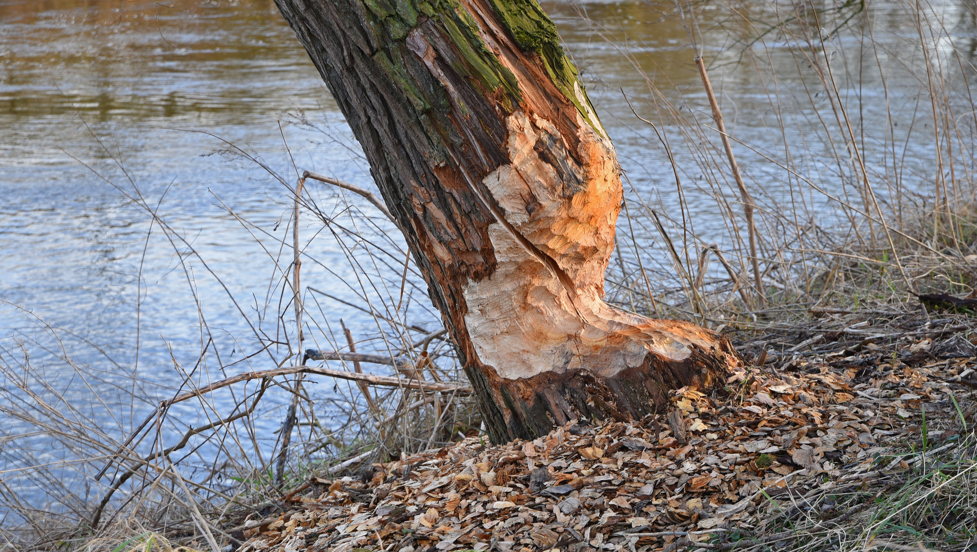 Baum fällt