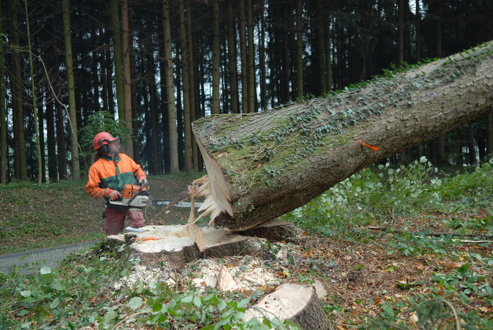 Baum fällt