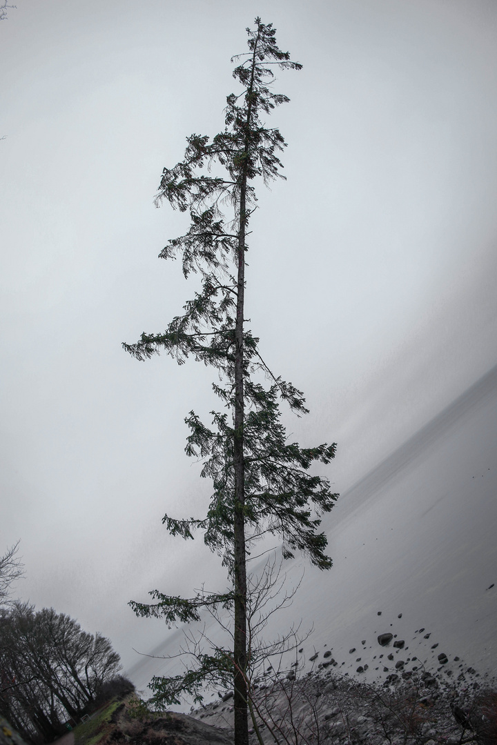 Baum fällt (nicht)!