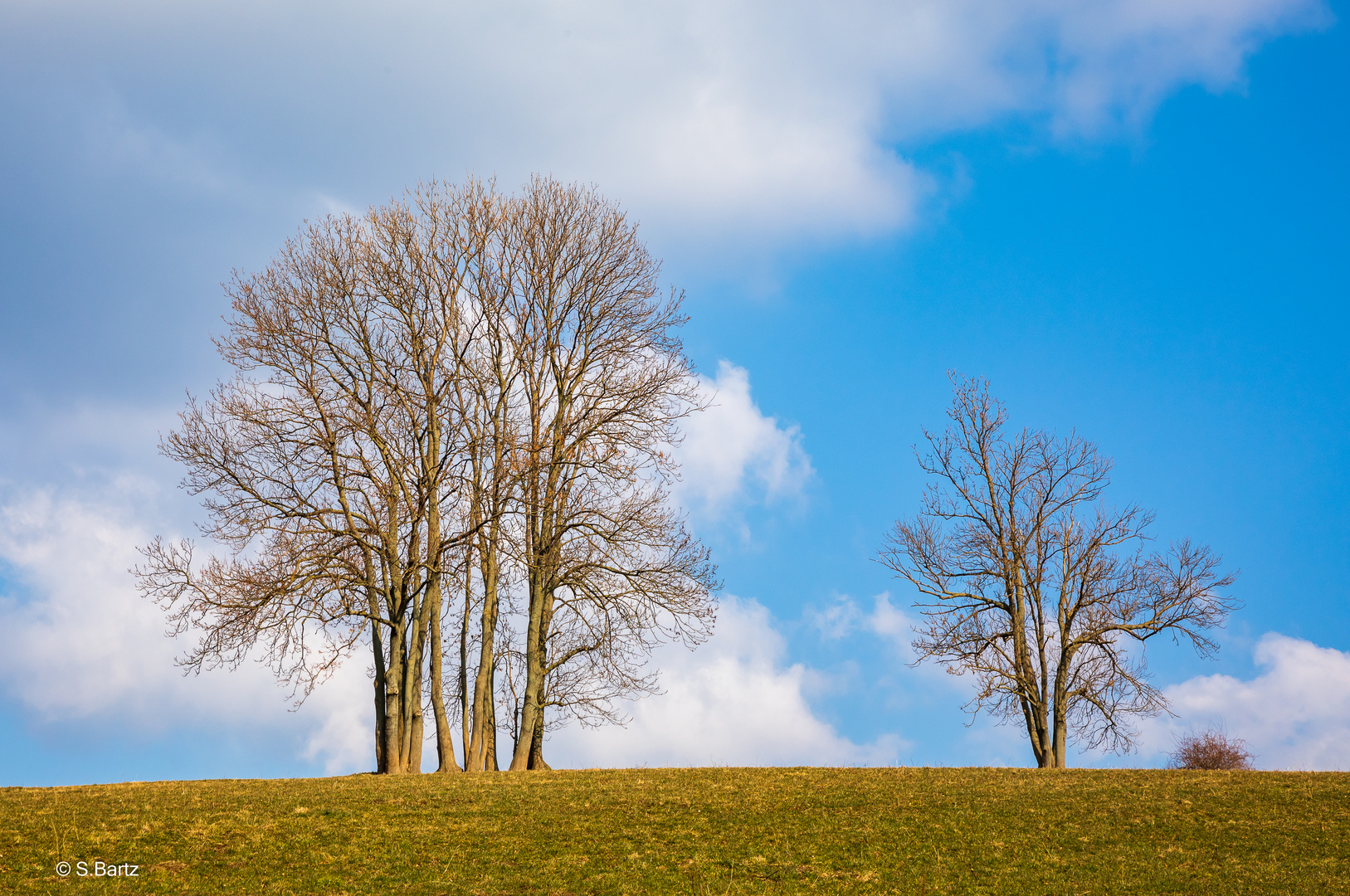 Baum – Familie (2)