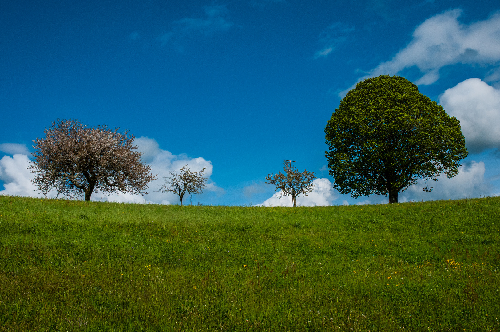 Baum Familie