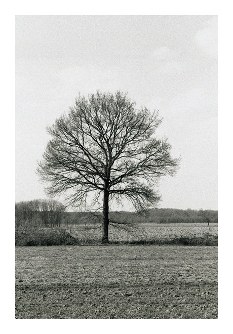 Baum