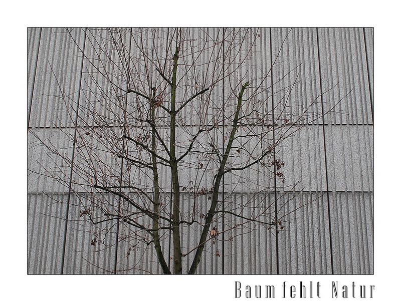 Baum fehlt Natur