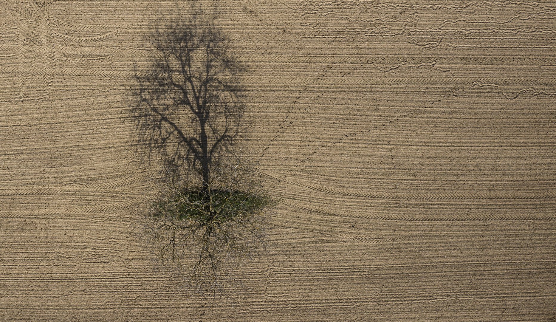 Baum-Feld-Herbst