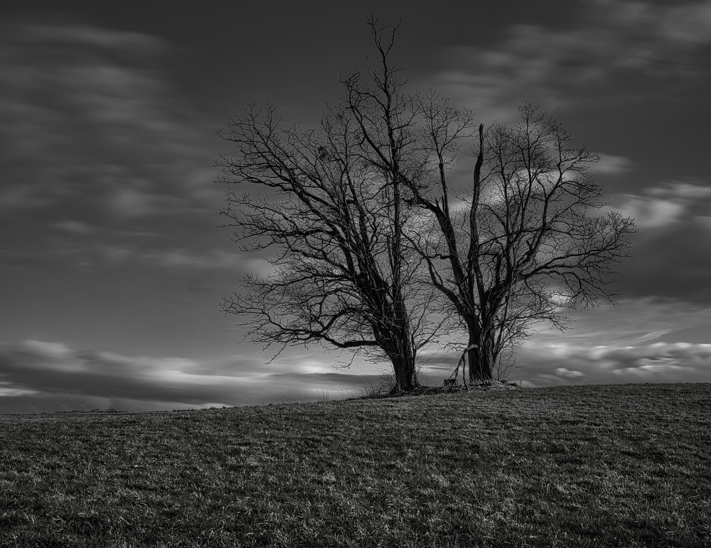 Baum Feldbrunnen